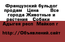 Французский бульдог продам › Цена ­ 1 - Все города Животные и растения » Собаки   . Адыгея респ.,Майкоп г.